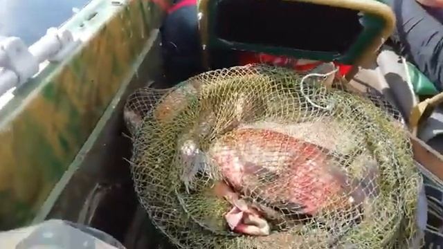 Крым под мотором сузуки 9.9-20 смотреть онлайн