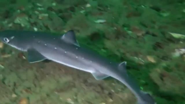 Самая безобидная акула. Акула - Катран ( лат. Squalus Acanthias)