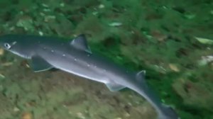 Самая безобидная акула. Акула - Катран ( лат. Squalus acanthias)