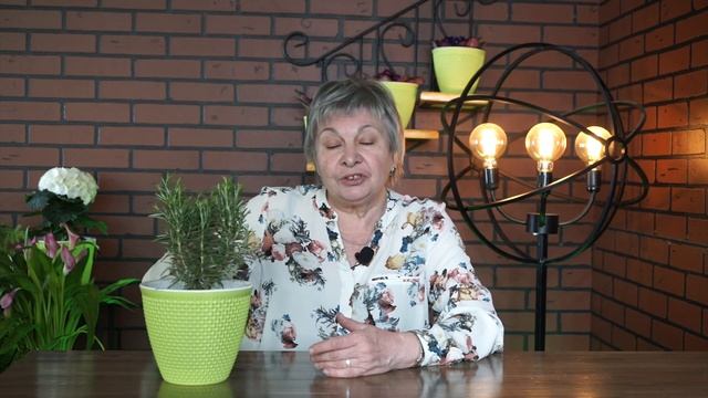 Как вырастить Розмарин в домашних условиях в горшке смотреть онлайн