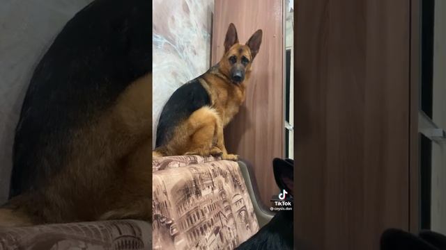 прикол собак смотреть онлайн