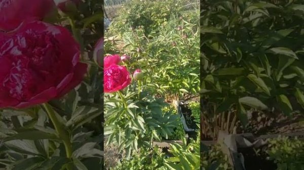 Піон- легенда! Command Performance!