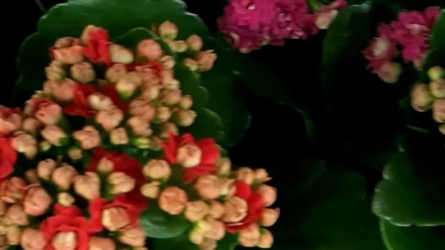 Kalanchoe Blossfeldiana ´Calandiva´