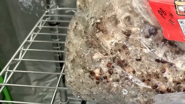 Spore To Flush - All In One Mushroom Bag | Complete Beginner's Guide To Growing Mushrooms смотреть онлайн