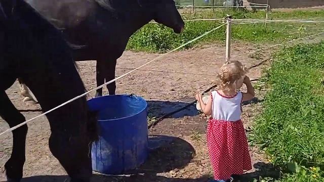 Смотрим как лошади пьют. смотреть онлайн