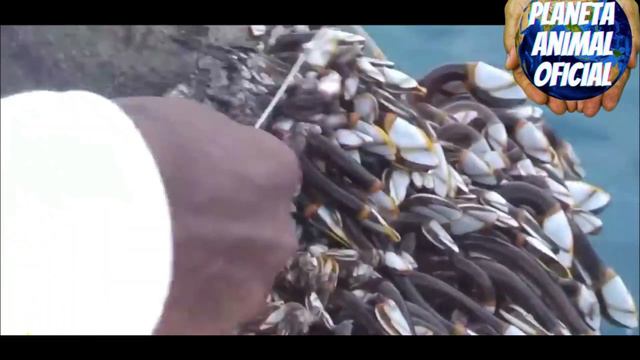 RETIRANDO CRACAS DA TARTARUGA MARINHA смотреть онлайн