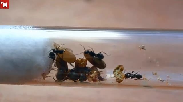 Как подселить чужие яица муравьям смотреть онлайн