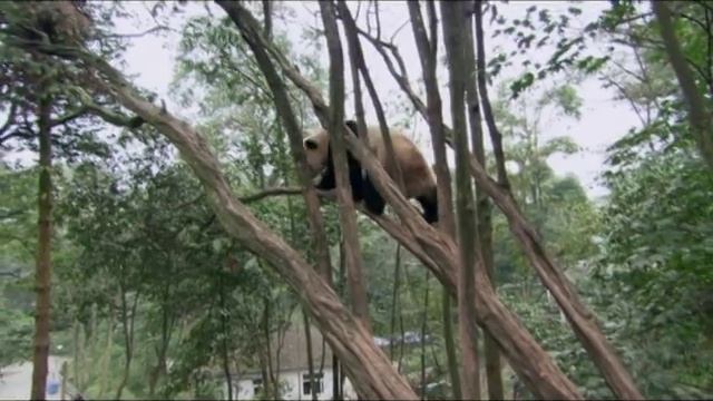 Без ума от панды (Wild About Pandas) смотреть онлайн