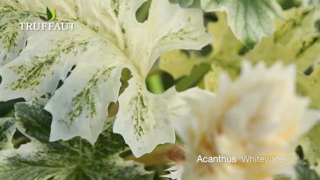 L'acanthe Whitewater - Truffaut