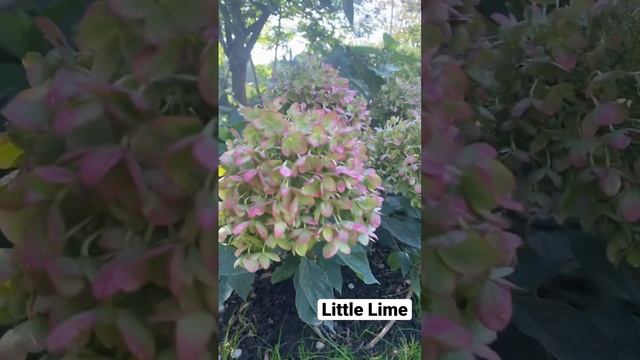 Гортензия Little Lime 31.08.22. смотреть онлайн
