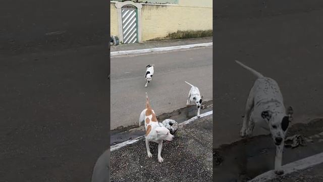 Kira, Bob e Marley смотреть онлайн