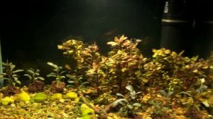 Аквариумы на 100 и 45 литров