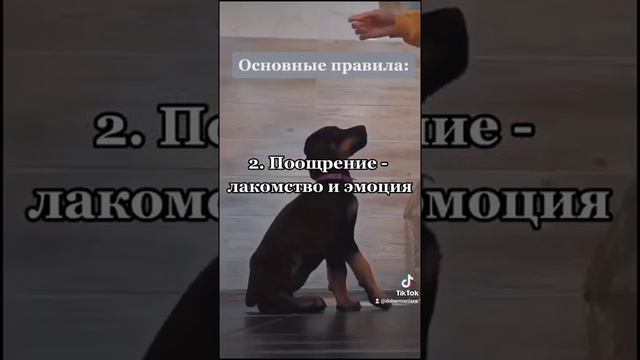 ДРЕССИРОВКА ЩЕНКА 😇😇🐶 смотреть онлайн