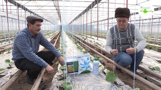 Удобрения для огурца, посадка и его подвязка 15-12-2017 смотреть онлайн