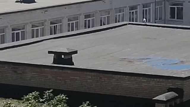 Птенцы чаек прилетают периодически смотреть онлайн