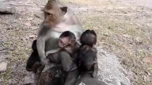 ОБЕЗЬЯНА САША МОГЛА ПОХИТИТЬ ЧУЖОГО РЕБЁНКА