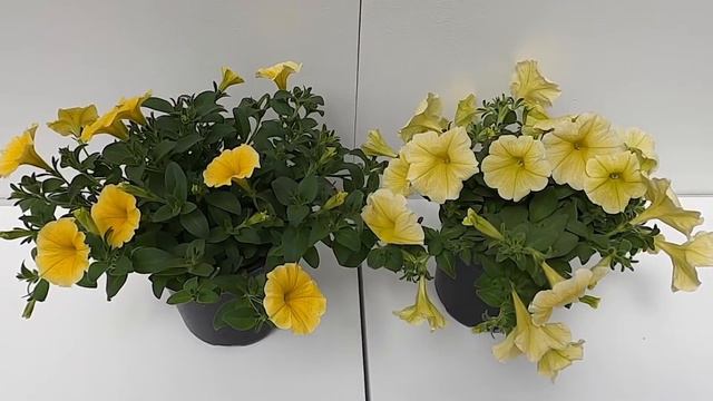 2020 BallFloraPlant BeesKnees Petunia