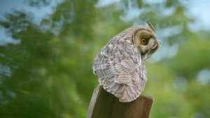 Ушастая сова кричит летним вечером