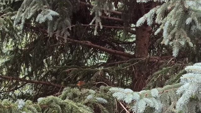 Досуг в санатории "Виктория" смотреть онлайн