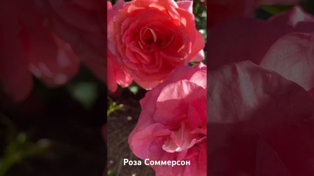 Роза Соммерсон/ rose Sommersonne #розарий #садоводство #цветы #roses #сад #розы смотреть онлайн