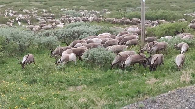 Перегон стада оленей через реку / Driving a herd of deer across the river and railway tracks смотреть онлайн