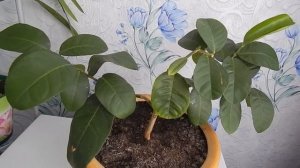 Избавляемся от щитовки.Боремся с щитовкой и паутинным клещом на лимоне.Лечим лимон.легкий способ.