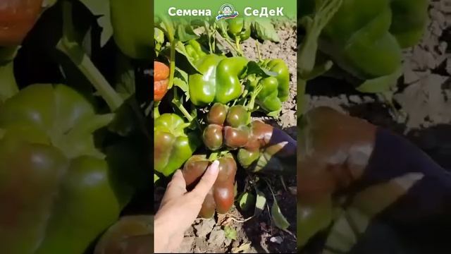 Князь-перец для открытого грунта! смотреть онлайн