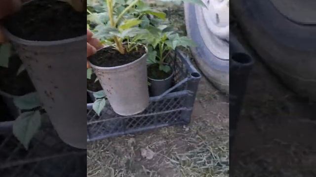 саженцы малина Маравилла