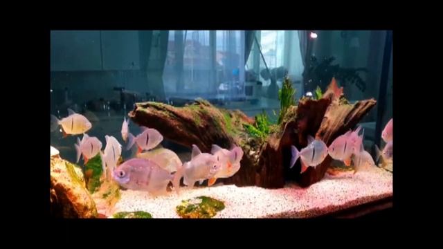 Видео от владельца пресноводного аквариума (г. Нижний Новгород) смотреть онлайн