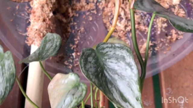 philodendron brandtianum scindapsus jade satin ปลูกแบบง่ายประดับในบ้านสวยงาม смотреть онлайн