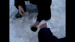 Зимняя рыбалка. Стерлядь на мотыля