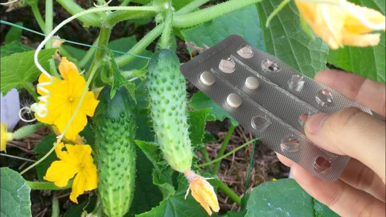 ОГУРЦЫ с ума сходят от 2 таблеток! Прут вовсю и плодоносят без остановки! смотреть онлайн