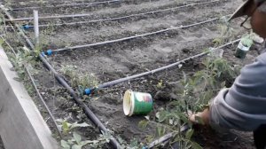 Посадки рассады помидор в открытый грунт капельный  полив.(Казахстан)