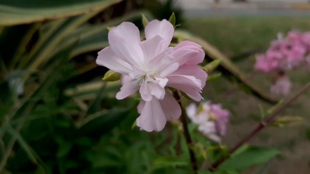 Saponaria Officinalis Rosea Plena / Planta Del Jabón / Jabonera De Flor Doble / Soapwort