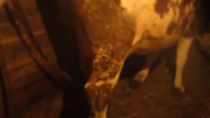 Нетель перед самым отелом