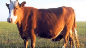 Калмыцкая порода коров