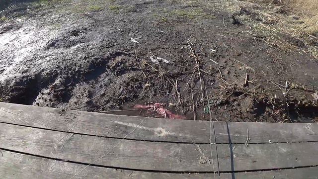 Рыбы НЕТ !!! 10 февраля 2021. Глухозимье на Глубоком Турунчуке. смотреть онлайн