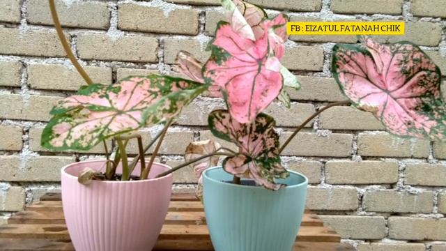 Caladium Pink Splash