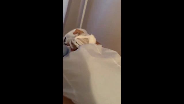 Тик так сбежал из психушки 🥳