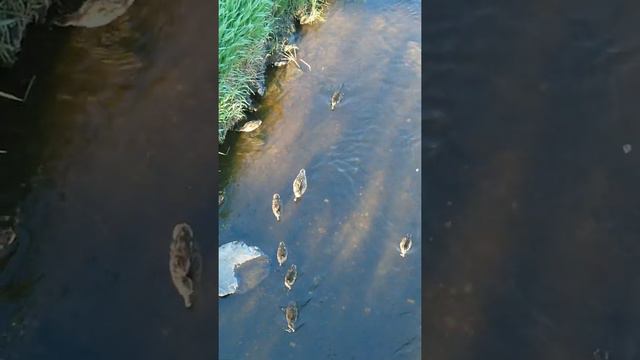 Уточки, лыжная база, Краснотурьинск 💚💛🧡💚💛🧡 смотреть онлайн