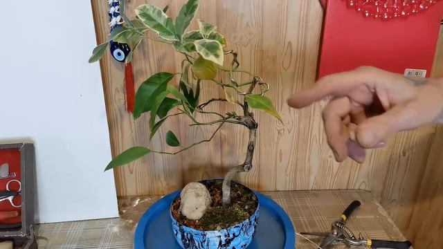 Бонсай дерево сад из цитрусов смотреть онлайн