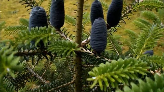 Young Korean fir with cones - Abies koreana - Jodła koreańska - 구상나무 смотреть онлайн