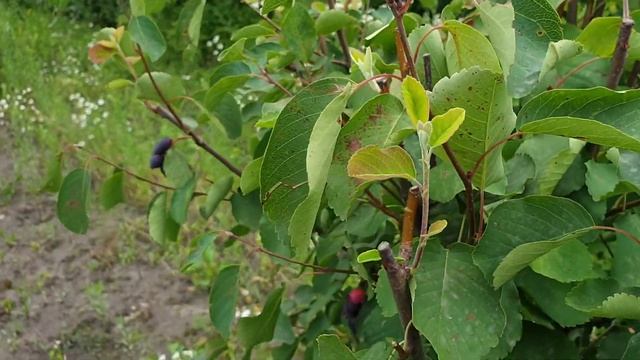 Новый способ размножения ирги