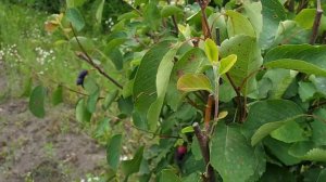 Новый способ размножения ирги