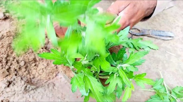 How to Grow Guldaudi from cuttings in Summers/How to Grow Chrysanthemum from Cuttings(urdu/hindi)