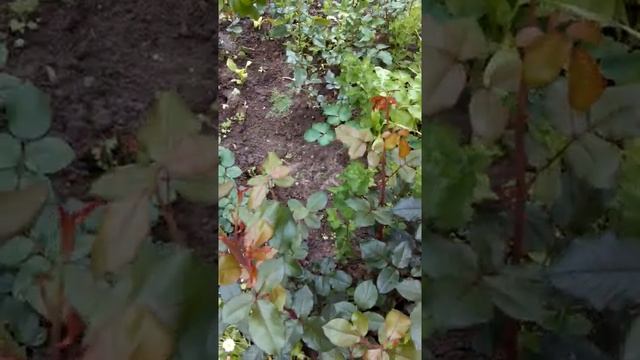 Розы нужно переводить на свои корни смотреть онлайн