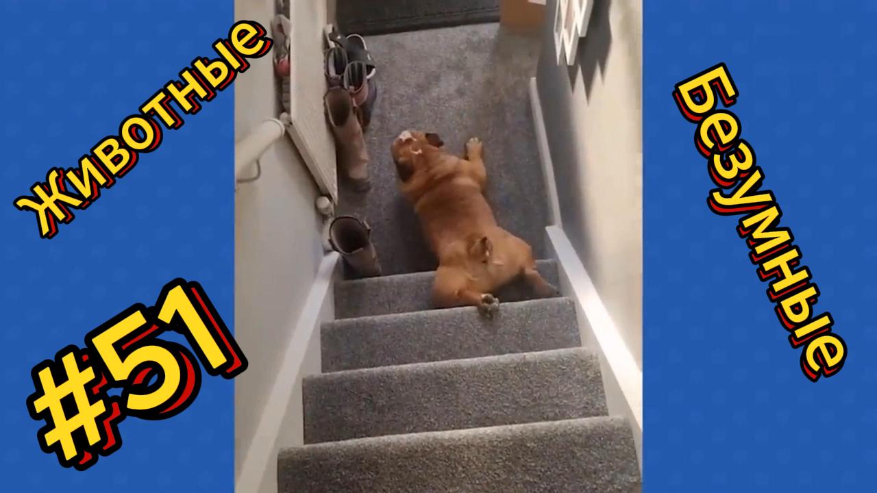 ДО СЛЁЗ ? подборка безумных животных | Смешные видео - Лучшие ПРИКОЛЫ 51 смотреть онлайн