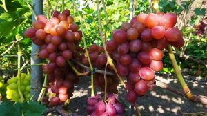 Виноград Фламія: один із кращих на винограднику