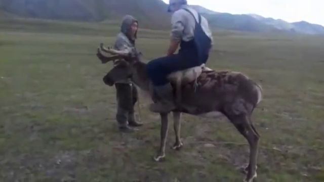 Родео на олене