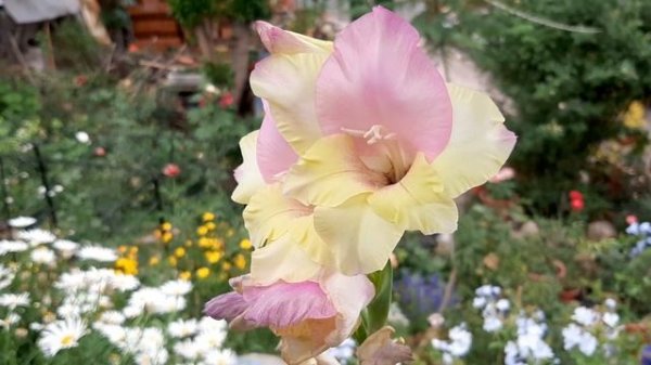Gladiolo Mon Amour / Gladiolus / Sword lily / Glaïeuls / Гладиолус / Gladiola / Espadilla
